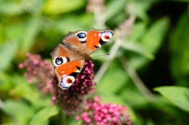 Tavus kuşu kelebeği kelebek çalılığında Buda Daviddii 