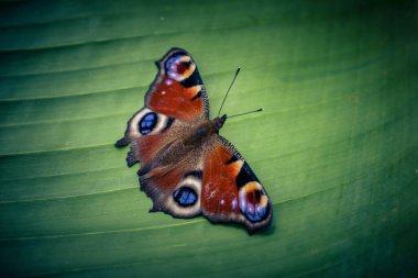 Tavus kuşu kelebeği kelebek çalılığında Buda Daviddii 