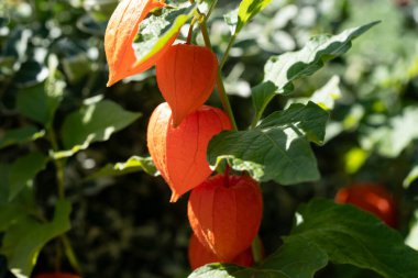 Portakal meyveli Physalis Peruviana.