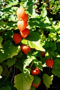 Portakal meyveli Physalis Peruviana.