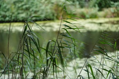 Appelbeck Gölü 'nün etrafında yürüyüş yolu.