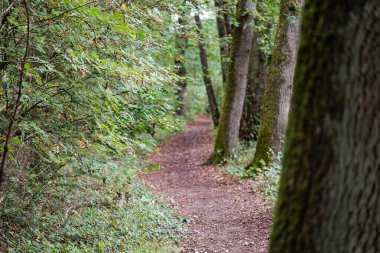 Appelbeck Gölü 'nün etrafında yürüyüş yolu.