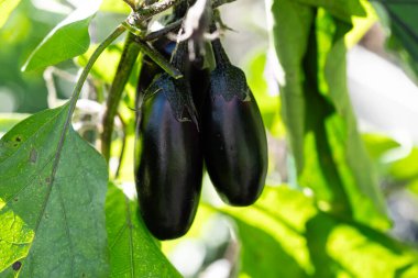 Flowers and fruits of the eggplant Solanum melongena