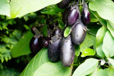 Flowers and fruits of the eggplant Solanum melongena