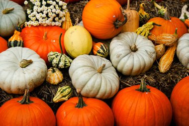 Kızarmış balkabağı çekirdeği zeytin ağacında