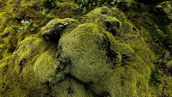 Musgo islandés — Foto de Stock