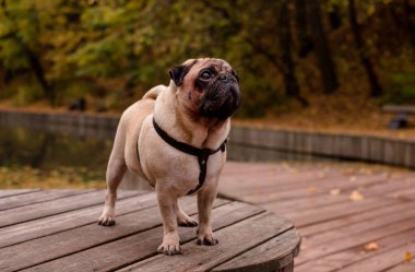 Sonbahar portresinin dışında üzgün sevimli bir köpek..