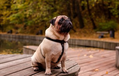 Sonbahar portresinin dışında üzgün sevimli bir köpek..