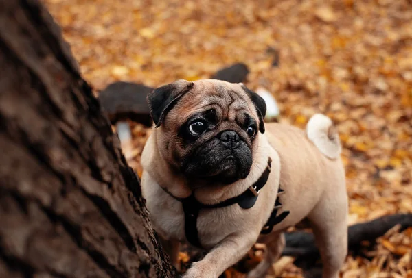 Carlino carino triste fuori autunno ritratto. — Foto Stock