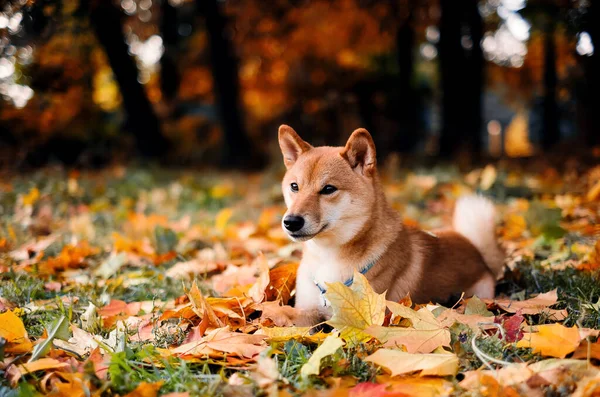 Shiba inu jesień na zewnątrz portret. — Zdjęcie stockowe