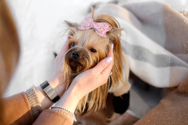 Cute small yorkie dog closeup portrait — Stock Photo, Image