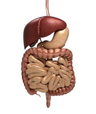 İnsan anatomisi sindirim sistemi kesit, ağız da dahil olmak üzere. Oth
