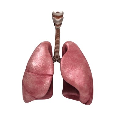 İnsan akciğerler ve nefes borusu. 3D render