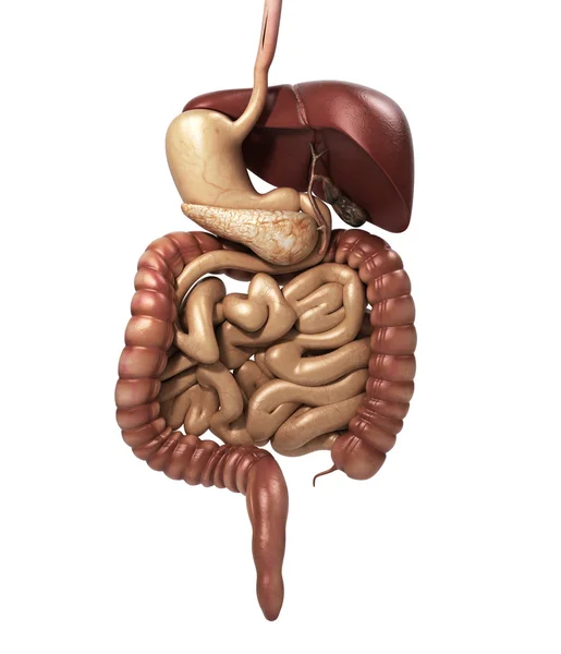 Anatomía humana corte del sistema digestivo, incluyendo la boca. El oth — Foto de Stock