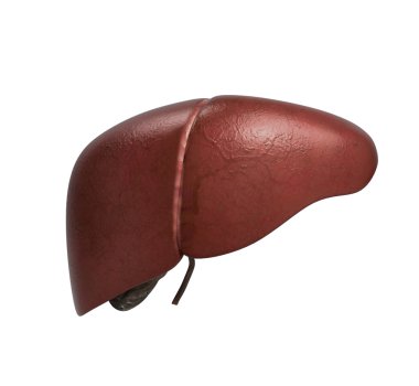 Sağlıklı insan karaciğer gallbladd ile gerçekçi bir anatomik model