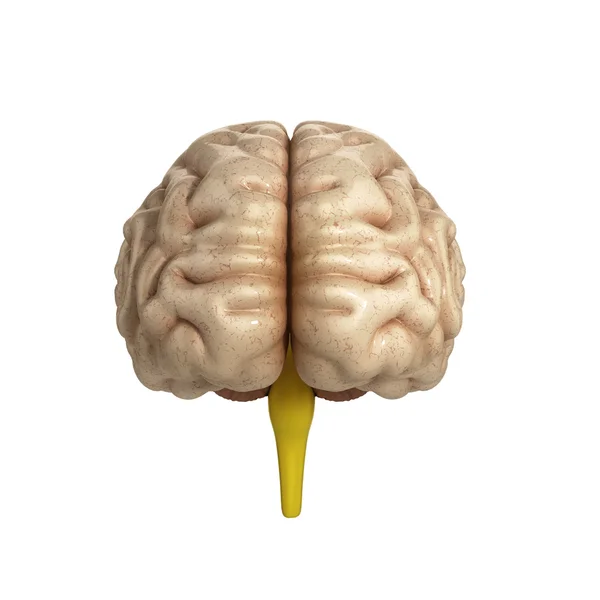 Medycznie dokładna ilustracja mózgu — Zdjęcie stockowe