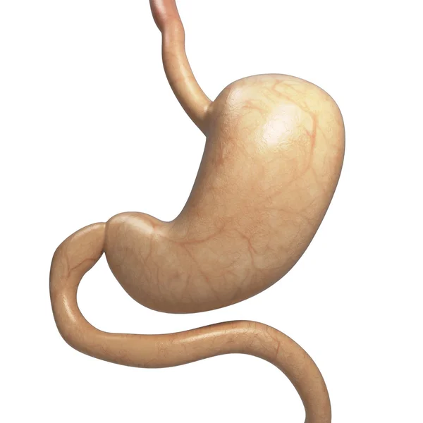 Estómago humano aislado sobre fondo blanco 3d render — Foto de Stock