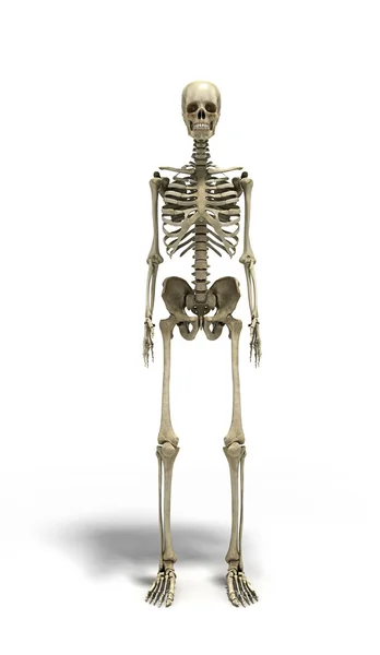 Medizinisch korrekte 3D-Darstellung des menschlichen Skeletts — Stockfoto