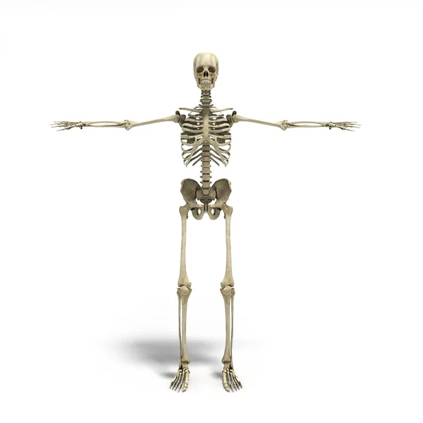 Медицинская точность 3d рендеринг скелета человека — стоковое фото