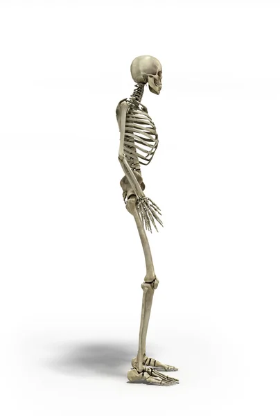 Medicinskt korrekt 3d illustration av det mänskliga skelettet — Stockfoto