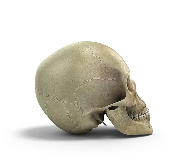 Homem Mandíbula Ou Maxilar Osso Com Os Dentes Vista Anterior Ou Frontal  Anatomicamente Precisa Isolado No Fundo Branco 3D Renderização Ilustração.  Anatomia, Medicina, Biologia, Conceito De Ciência. Foto Royalty Free,  Gravuras, Imagens