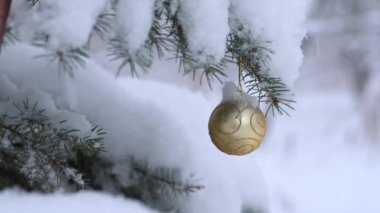 Karla kaplı bir çam ağacında altın bir Noel süsü. Kar tanelerinin düştüğü ve dalların rüzgarda yavaşça hareket ettiği görülebilir..