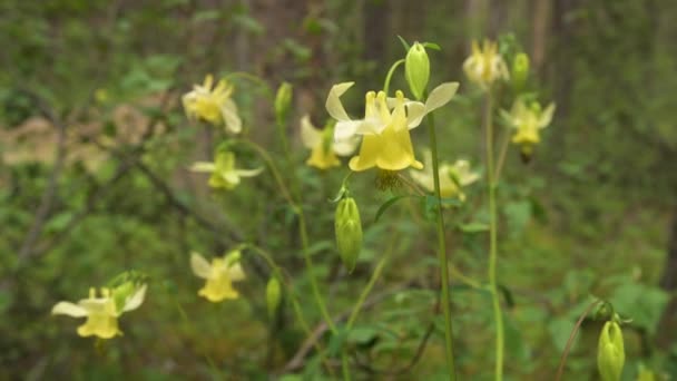 ミツバチが花の間を飛んで明るい黄色の野生の花のグループのクローズアップビデオ 背景は緑の色合いが多いです 風が花を動かしている — ストック動画