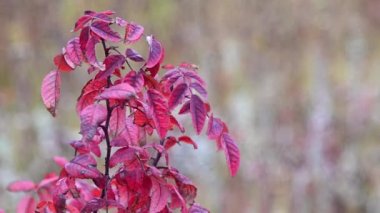 Parlak kırmızı yaban gülü yaprakları güçlü bir rüzgarda sallanıyor ve çok renkli sonbahar arkaplanı bulanık..