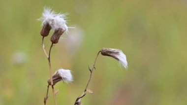 Kahverengi sapları üzerinde sonbahar beyazı deve tohumu kabukları rüzgarda hareket ediyor yeşil, sarı ve kahverengi tonlarında bulanık bir arka plan ile.