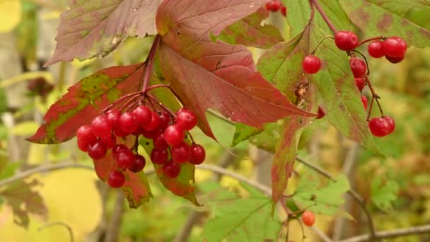 Détail Gros Plan Des Baies Canneberge Rouge Vif Des Feuilles — Video