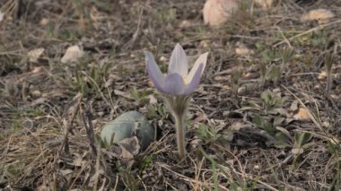 Büyük bir çakıl taşının yanında güçlü bir rüzgarda esen tek bir açık mor renkli kır çiçeğinin yakın görüntüsü. Çiçek kahverengi ve yeşil bir çimenliğe konur..