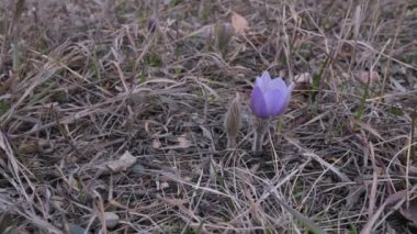 Leylak renginde bir çiçek açık ve ikincisi güçlü bir rüzgar estiren bir tomurcuk. Çiçek kahverengi bir çimene ve küçük çakıl taşlarına sabitlenir..