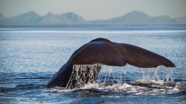 Okyanusta dalış Spermwhale