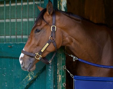 Munnings / Mighty Eros, Oklahoma 'daki antrenör Jorge Abreu' nun tarihi Saratoga 'daki antrenörlük antrenmanından sonra ahırındaki 2 yaşındaki muhteşem kısrak. Filo fotoğrafı