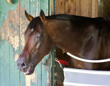 Tarihi Saratoga 'daki antrenör Dermot Magner' ın Oklahoma antrenman pistinde sabah antrenmanından sonra ahırında 2 yaşındaki çarpıcı bir kısrak. Filo fotoğrafı