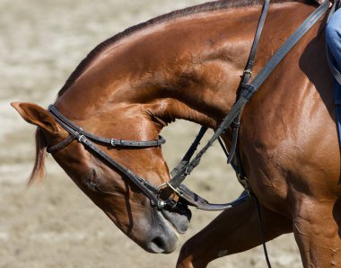 İrlanda Danzing, çarpıcı bir kestane kısrağı, güçlü boynunu Oklahoma eğitim pistinde ilk kez selamlıyor. Amerika 'nın en eski yarış pisti 