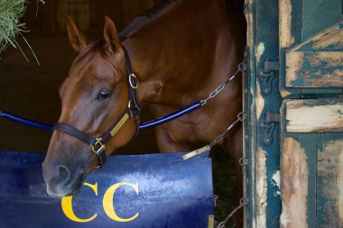 Irish Danzing, Saratoga 'daki Oklahoma antrenmanından sonra kahvaltı yapıyor. Filo fotoğrafı