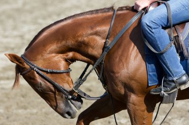 Muhteşem bir kestane dişi kısrağı olan Irish Danzing Oklahoma antrenman pistinde ilk kez sabırla egzersiz sırasını bekliyor. Amerika 'nın en eski yarış pisti 