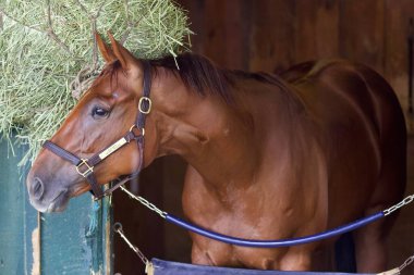 Irish Danzing, Saratoga 'daki Oklahoma antrenmanından sonra kahvaltı yapıyor. Filo fotoğrafı
