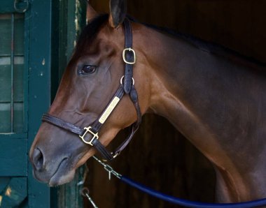Oklahoma 'daki antrenör Jorge Abreu' nun antrenman pistinde yaptığı sabah antrenmanından sonra ahırında kestane rengi bir kısrak olan 