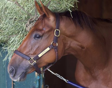 Irish Danzing, Saratoga 'daki Oklahoma antrenmanından sonra kahvaltı yapıyor. Filo fotoğrafı
