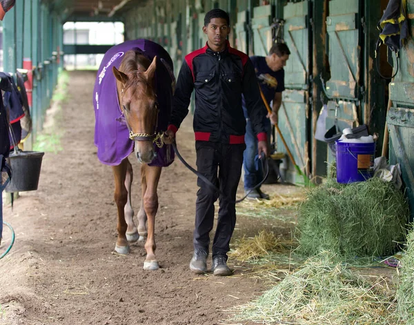 Oklahoma antrenörü Miguel Clement 'in Saratoga' daki antrenörlük antrenmanından sonra 2 yaşındaki Bay Colt 'u kazanan çarpıcı bir 