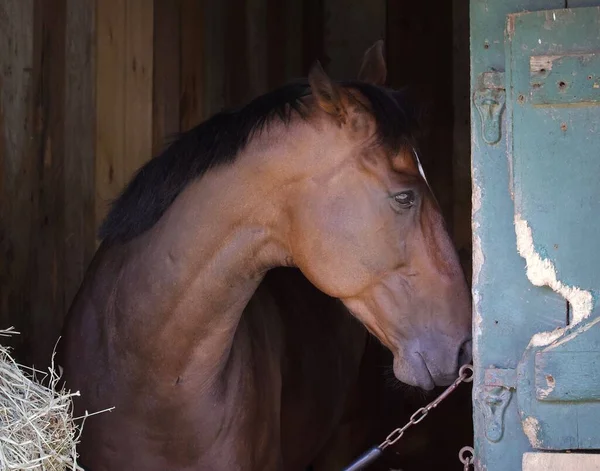 Stilig Årig Bay Gelding Missle Bomb Lite Kärlek Från Sin — Stockfoto