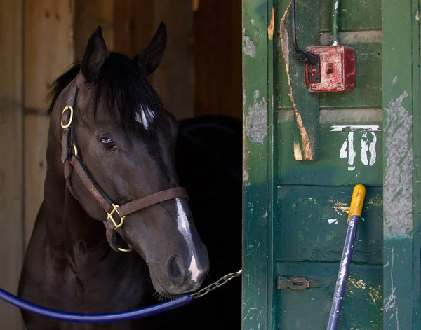 Tuduhan Perdagangan Warung Bagian Belakang Horse Haven Saratoga — Stok Foto