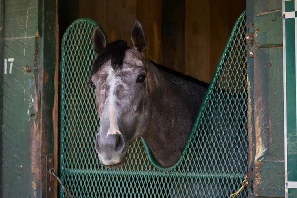 Den Grå Tacitus Wood Memorial Vinnare Sitt Bås Baksidan Horse — Stockfoto