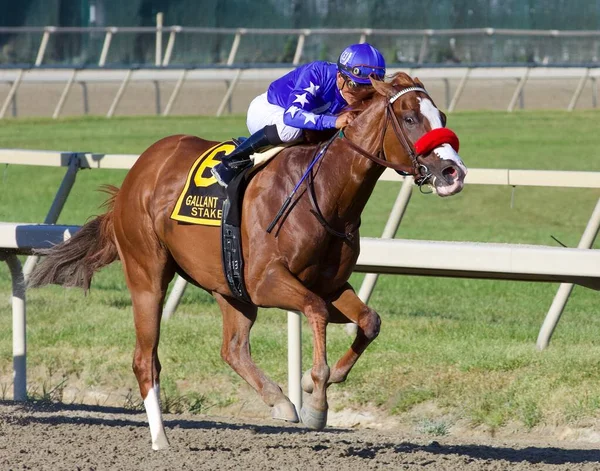 Landeskog Abelem Cedillem Vedou Útok Úsek Gallant Bob Stakes Parx — Stock fotografie