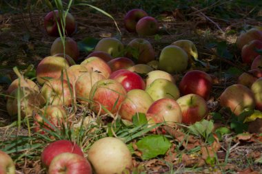 New York 'un kuzeyinden taze yeşil elma topladım. Filo fotoğrafı