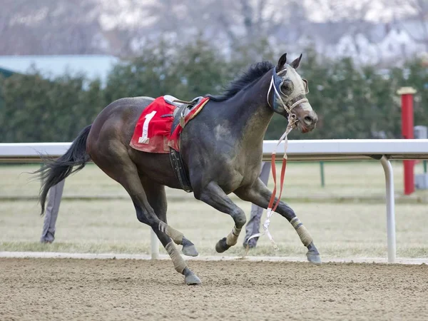 Gnarly Running Wildly His Reins Dangling Losing His Rider Backstretch — Stock Photo, Image