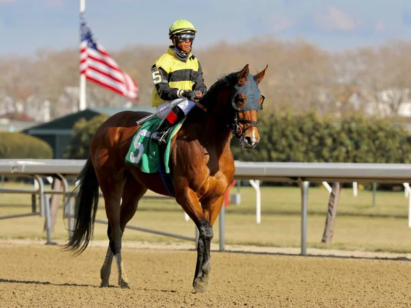 Shelley Ann Uma Bem Equilibrada Por Anos Idade Filly Com — Fotografia de Stock