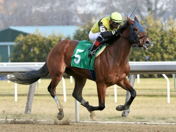 Shelley Ann, 2 yaşında iri kaslı bir kısrak, Aqueduct 'ta genç jokey sansasyonu Reylu Gutierrez ile ilk maçını kazandı. Filo fotoğrafı